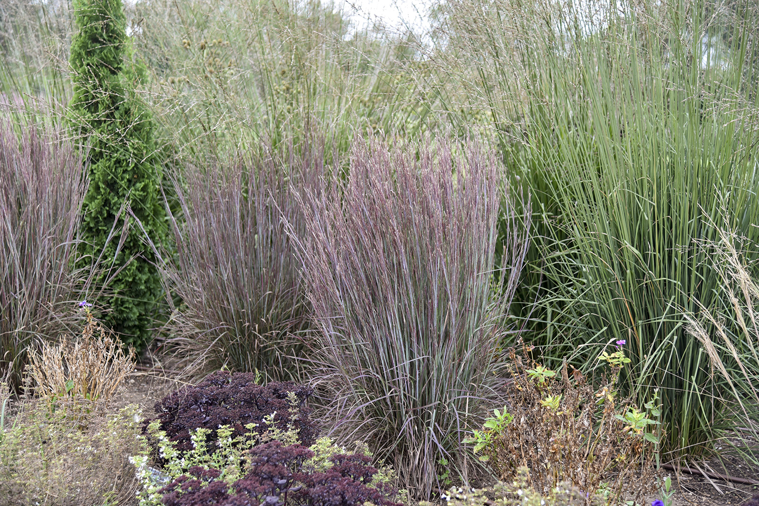 Schizachyrium
